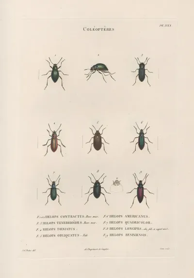 Insectes Recueillis En Afrique Et En Amerique Pl 27