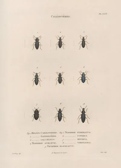 Insectes Recueillis En Afrique Et En Amerique Pl 29
