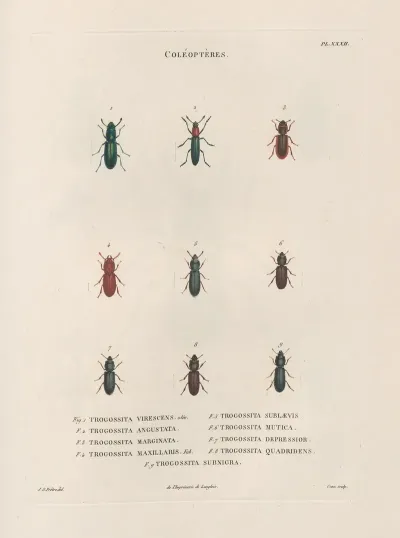 Insectes Recueillis En Afrique Et En Amerique Pl 31