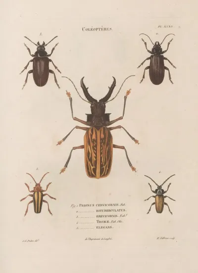 Insectes Recueillis En Afrique Et En Amerique Pl 32