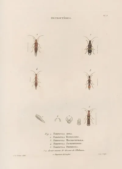 Insectes Recueillis En Afrique Et En Amerique Pl 36