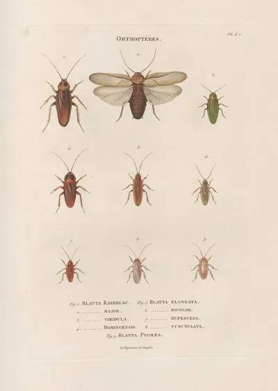 Insectes Recueillis En Afrique Et En Amerique Pl 37