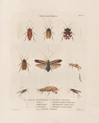 Insectes Recueillis En Afrique Et En Amerique Pl 38