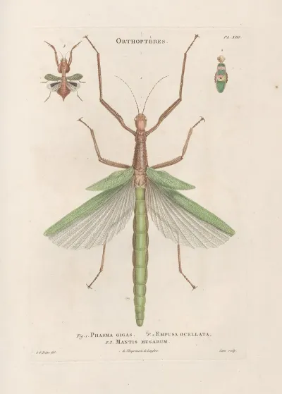 Insectes Recueillis En Afrique Et En Amerique Pl 40