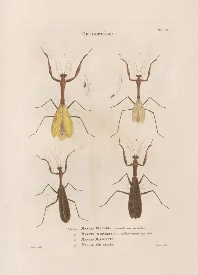 Insectes Recueillis En Afrique Et En Amerique Pl 41