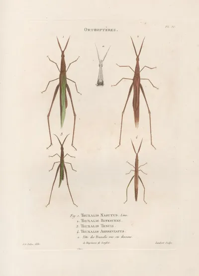 Insectes Recueillis En Afrique Et En Amerique Pl 43