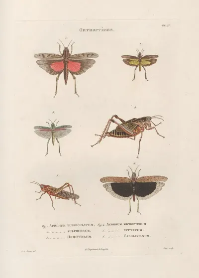 Insectes Recueillis En Afrique Et En Amerique Pl 45