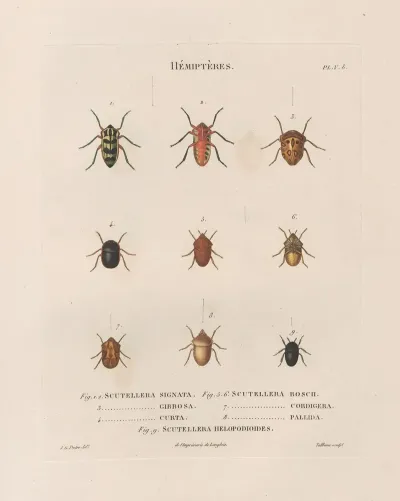 Insectes Recueillis En Afrique Et En Amerique Pl 48