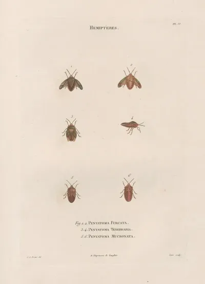 Insectes Recueillis En Afrique Et En Amerique Pl 49