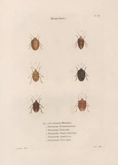 Insectes Recueillis En Afrique Et En Amerique Pl 50