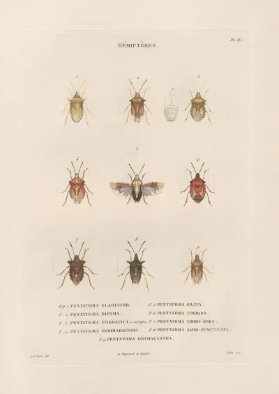 Insectes Recueillis En Afrique Et En Amerique Pl 52