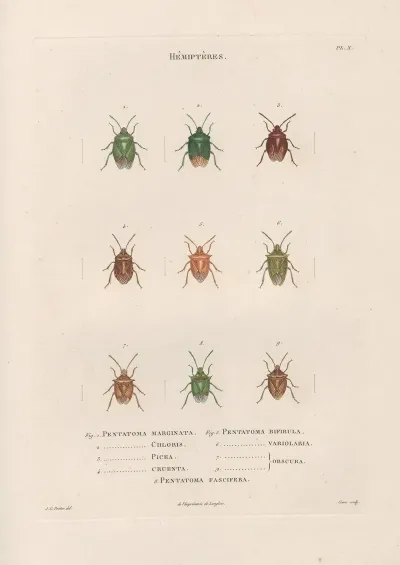 Insectes Recueillis En Afrique Et En Amerique Pl 53