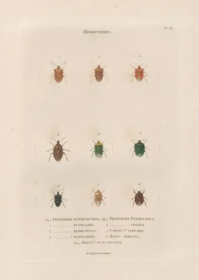 Insectes Recueillis En Afrique Et En Amerique Pl 54