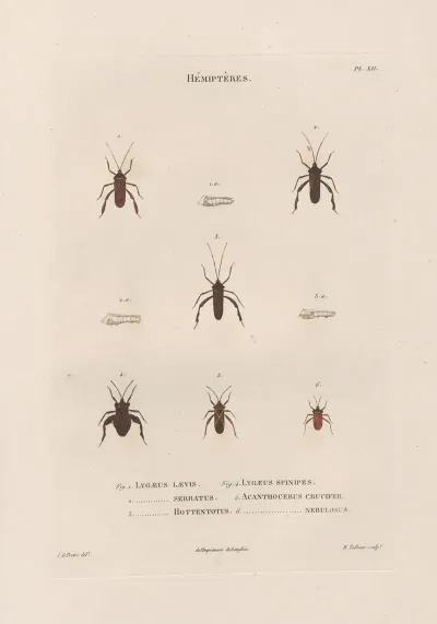 Insectes Recueillis En Afrique Et En Amerique Pl 55