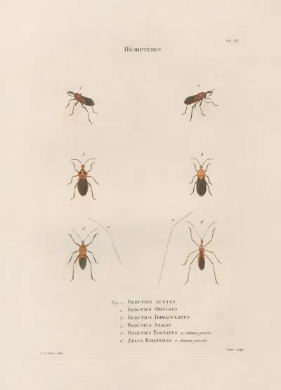 Insectes Recueillis En Afrique Et En Amerique Pl 56