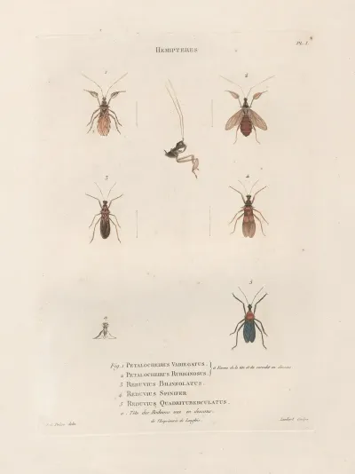 Insectes Recueillis En Afrique Et En Amerique Pl 57