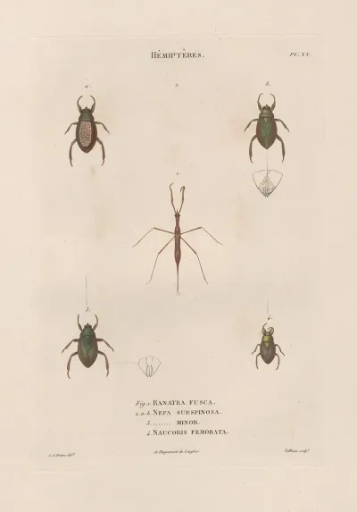 Insectes Recueillis En Afrique Et En Amerique Pl 58
