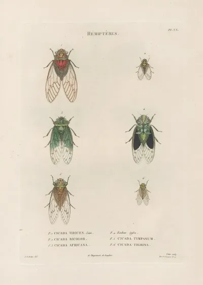Insectes Recueillis En Afrique Et En Amerique Pl 59
