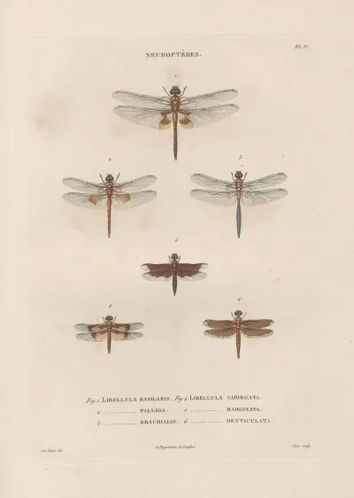 Insectes Recueillis En Afrique Et En Amerique Pl 61
