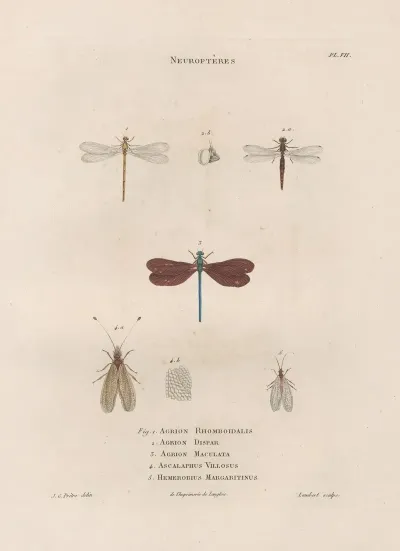 Insectes Recueillis En Afrique Et En Amerique Pl 63
