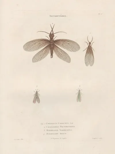 Insectes Recueillis En Afrique Et En Amerique Pl 64