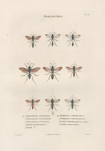 Insectes Recueillis En Afrique Et En Amerique Pl 67
