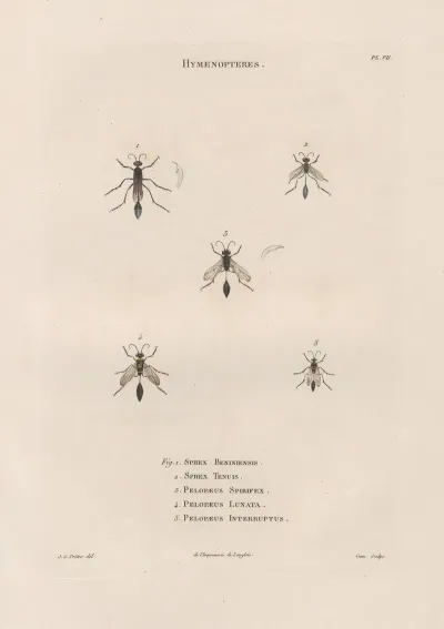 Insectes Recueillis En Afrique Et En Amerique Pl 68