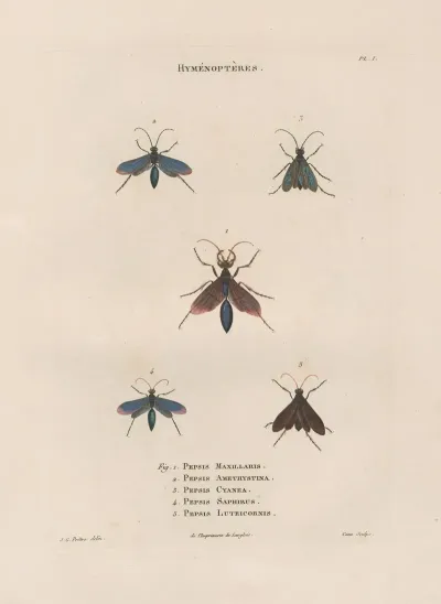 Insectes Recueillis En Afrique Et En Amerique Pl 69
