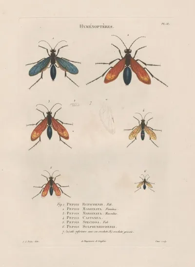 Insectes Recueillis En Afrique Et En Amerique Pl 70