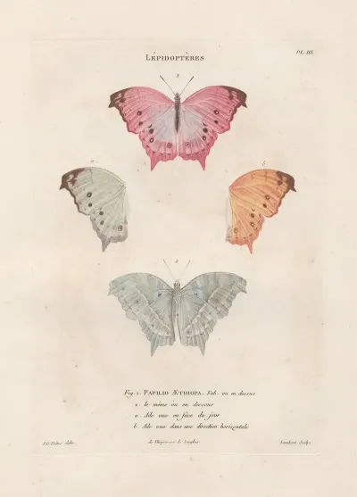 Insectes Recueillis En Afrique Et En Amerique Pl 72