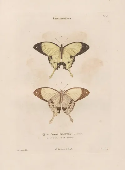 Insectes Recueillis En Afrique Et En Amerique Pl 73