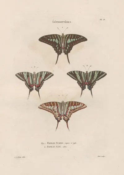 Insectes Recueillis En Afrique Et En Amerique Pl 74