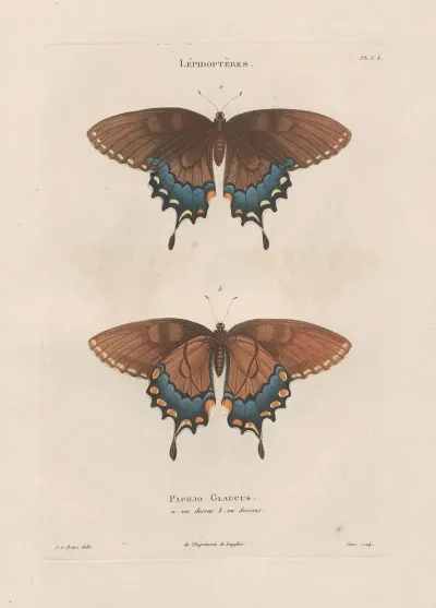 Insectes Recueillis En Afrique Et En Amerique Pl 75