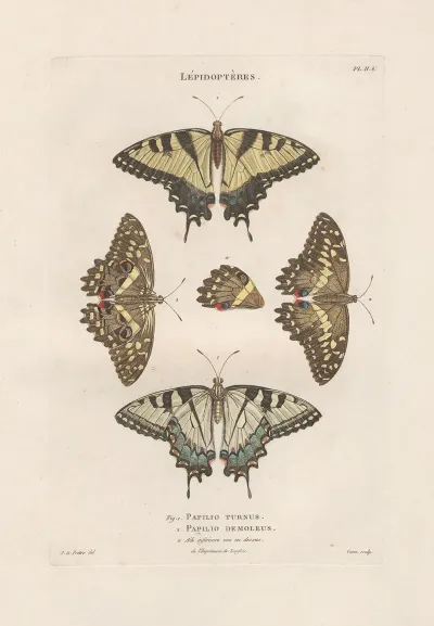 Insectes Recueillis En Afrique Et En Amerique Pl 76