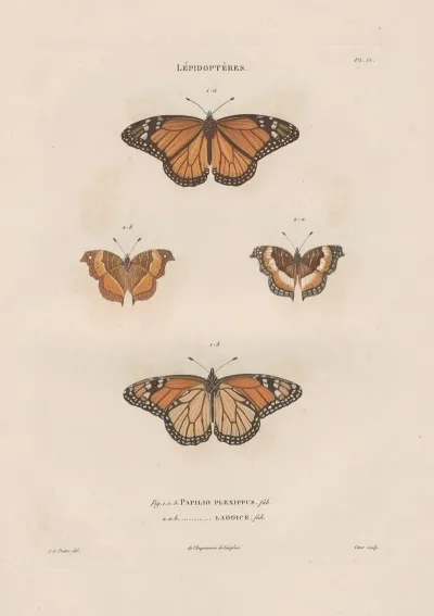 Insectes Recueillis En Afrique Et En Amerique Pl 78