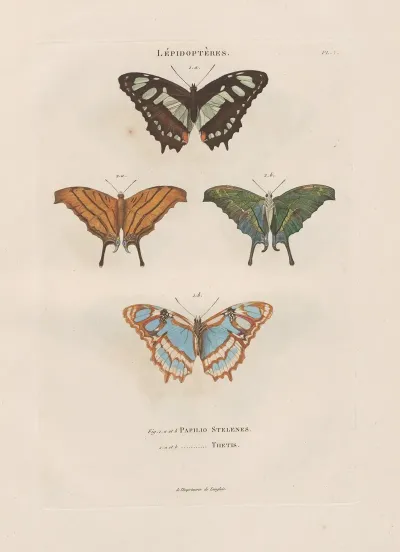 Insectes Recueillis En Afrique Et En Amerique Pl 79