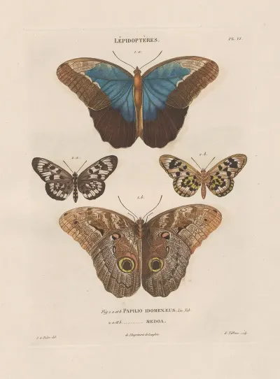 Insectes Recueillis En Afrique Et En Amerique Pl 81