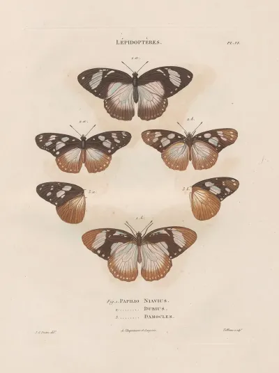 Insectes Recueillis En Afrique Et En Amerique Pl 82