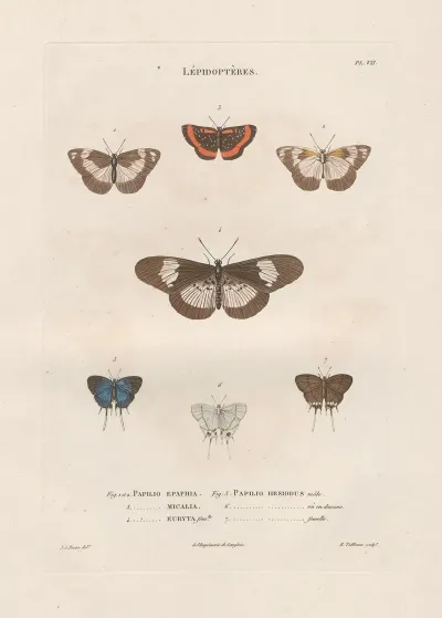 Insectes Recueillis En Afrique Et En Amerique Pl 83