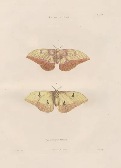 Insectes Recueillis En Afrique Et En Amerique Pl 84