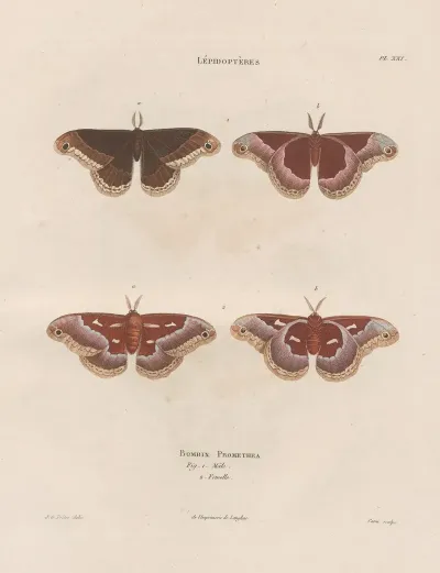 Insectes Recueillis En Afrique Et En Amerique Pl 85