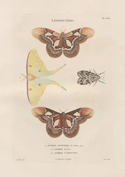 Insectes Recueillis En Afrique Et En Amerique Pl 86