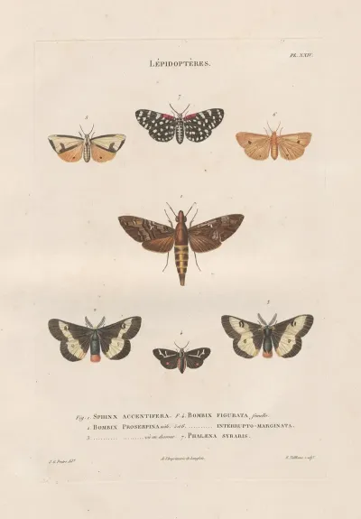 Insectes Recueillis En Afrique Et En Amerique Pl 87