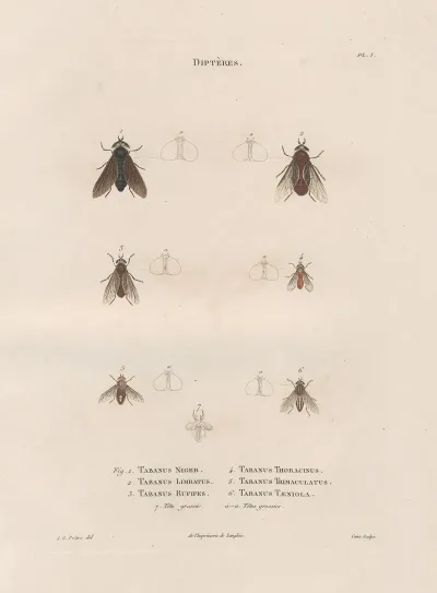 Insectes Recueillis En Afrique Et En Amerique Pl 88