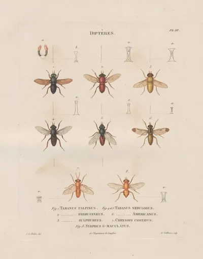 Insectes Recueillis En Afrique Et En Amerique Pl 90