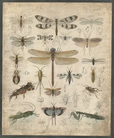 Insects 12
