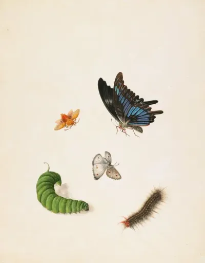 Insects 4