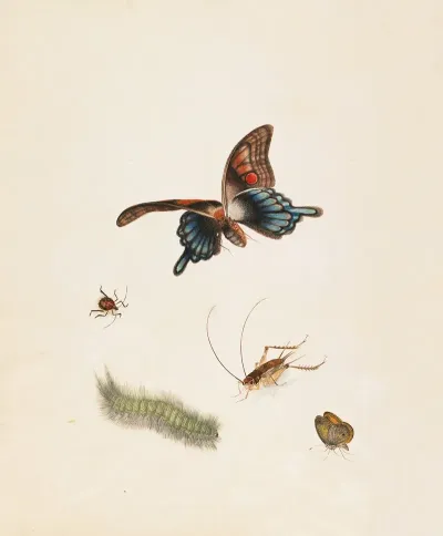 Insects 5