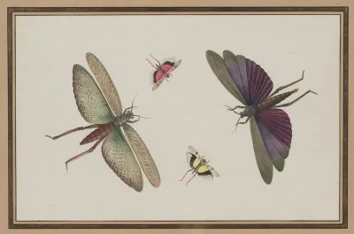 Insects 7