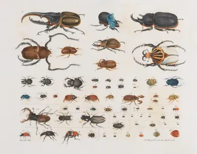 Insects Beetles